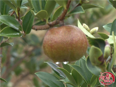 美津园粮油_菜籽油_山茶油_橄榄油_大豆油_食用油_调和油_团购礼品_政企采购